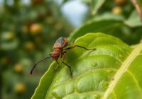 Kwieciak jabłkowiec