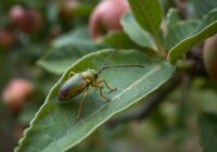 Mszyca jabłoniowo-babkowa