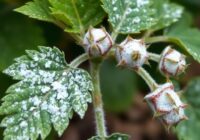 Amerykański mączniak agrestu