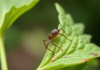 Przędziorek Chmielowiec