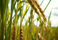 Zgorzel podstawy źdźbła, czyli podsuszka