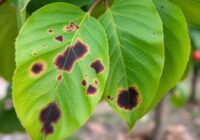 Drobna plamistość liści jabłoni