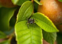 Przędziorek owocowiec