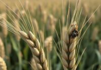 Głownia zwarta jęczmienia