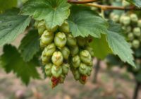 Mszyca śliwowo-chmielowa