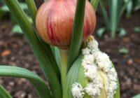 Mączniak rzekomy cebuli