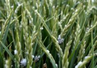 Pleśń śniegowa zbóż