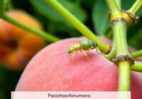 Mszyca brzoskwiniowo-ziemniaczana