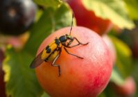 Owocnica żółtoroga