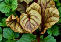 Zgorzel liści sercowych i sucha zgnilizna korzeni buraka