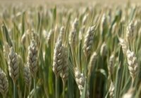 Mączniak prawdziwy zbóż i traw