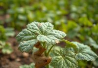 Choroby wirusowe ziemniaka