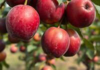 Owocówka śliwkóweczka