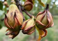 Zwójki uszkadzające pąki i liście