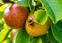 Rubinowiec owocowiec