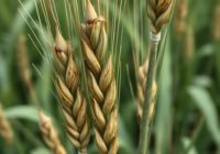 Septorioza plew pszenicy