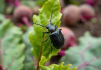 Płaszczyniec burakowy