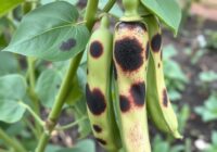 Antraknoza fasoli