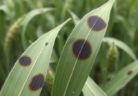 Plamistość siatkowa jęczmienia