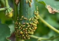 Mszyca kruszynowo-ogórkowa