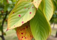 Drobna plamistość liści drzew pestkowych