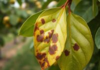 Brunatna plamistość liści gruszy