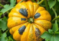 Antraknoza dyniowatych