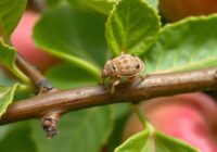 Skorupik jabłoniowy