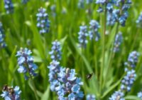 Pchełki występujące na lnie