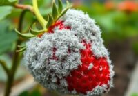 Szara pleśń na truskawce