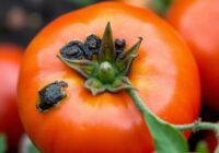 Sucha zgnilizna wierzchołkowa owoców pomidora