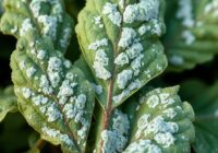 Mączniak prawdziwy buraka