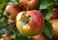 Owocówka jabłkóweczka