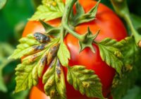 Zaraza ziemniaka na pomidorze