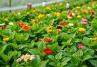 Organizacja usług ochrony roślin