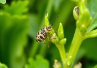 Ozdobnik lucernowiec