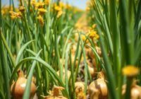 Żółtaczka astra na cebuli