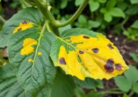 Kanciasta plamistość ogórka