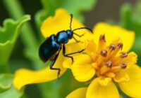 Słodyszek rzepakowy