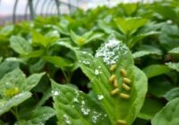 Mączlik szklarniowy