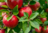 Namiotnik jabłoniowy