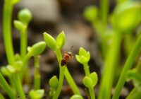 Śmietka kiełkówka