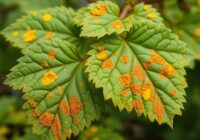 Rdza wejmutkowo-porzeczkowa