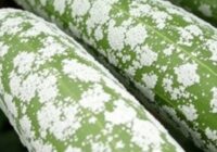 Mączniak prawdziwy wielożywny na ogórku