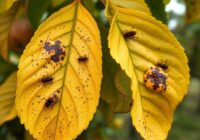 Mszyca śliwowo-trzcinowa