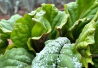 Mączniak rzekomy buraka