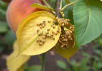 Mszyca brzoskwiniowo-ziemniaczana i inne gatunki