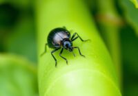 Strąkowiec fasolowy