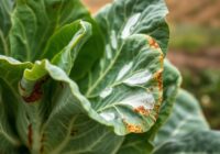 Bielik, czyli biała rdza krzyżowych