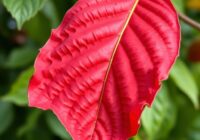 Kędzierzawość liści brzoskwini